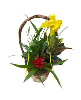 Cesta de plantas - Floristería en Don Benito - La Gardenia
