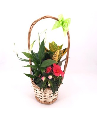 Cesta de plantas - Floristería en Don Benito - La Gardenia