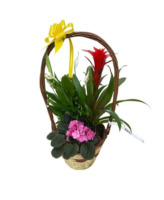 Cesta de plantas - Floristería en Don Benito - La Gardenia