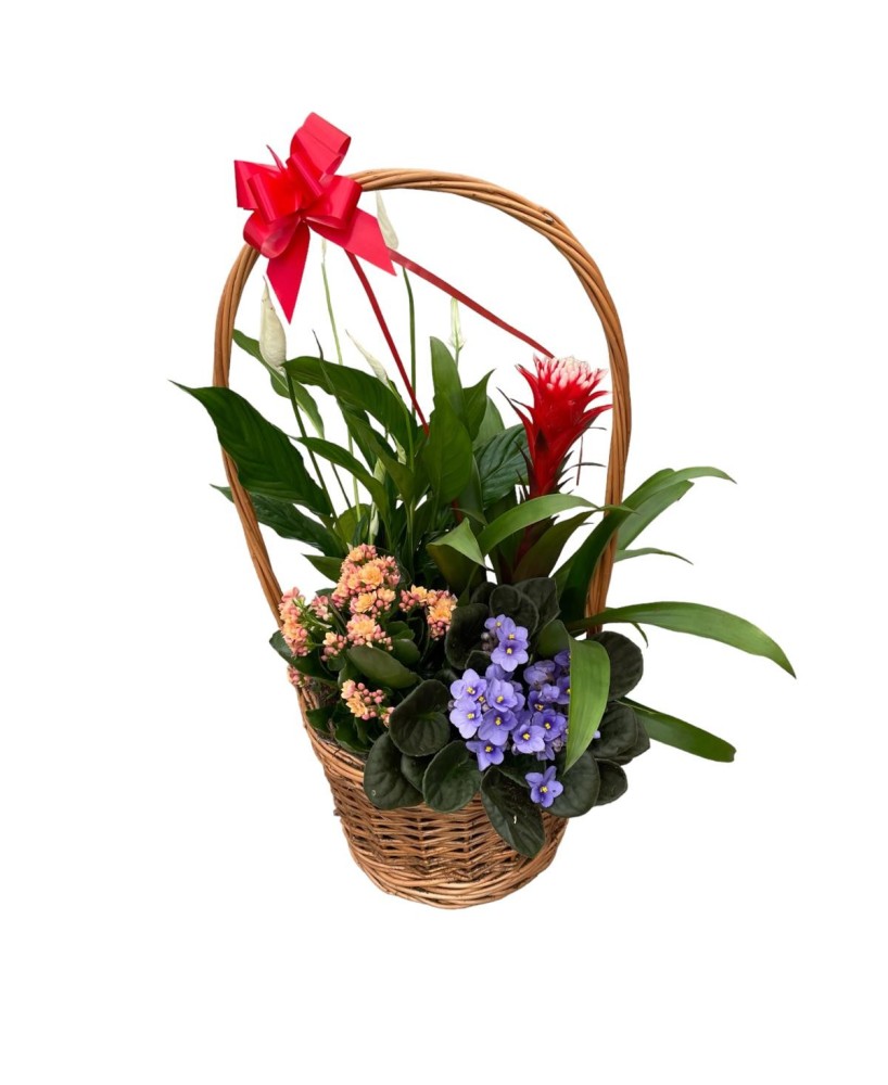 Cesta de plantas - Floristería en Don Benito - La Gardenia