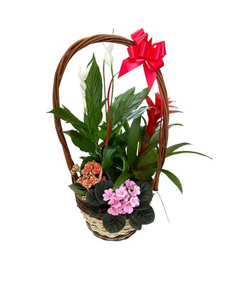 Cesta de plantas - Floristería en Don Benito - La Gardenia