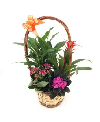 Cesta de plantas - Floristería en Don Benito - La Gardenia
