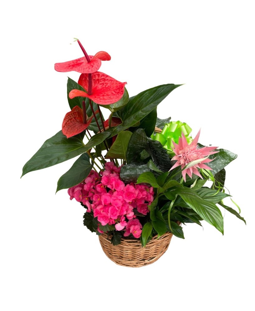 Cesta de plantas - Floristería en Don Benito - La Gardenia