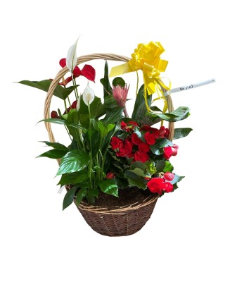 Cesta de plantas - Floristería en Don Benito - La Gardenia