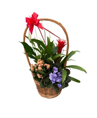 Cesta de plantas - Floristería en Don Benito - La Gardenia