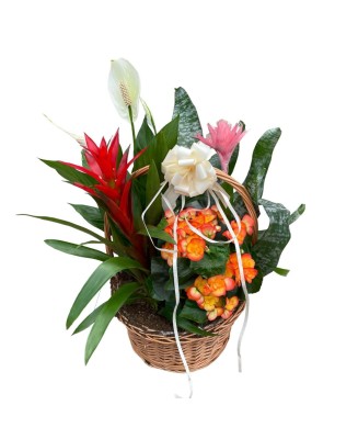 Cesta de plantas - Floristería en Don Benito - La Gardenia