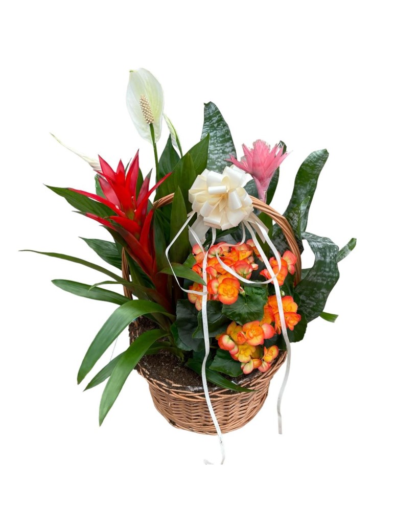 Cesta de plantas - Floristería en Don Benito - La Gardenia