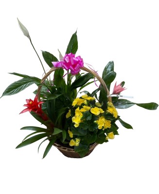 Cesta de plantas - Floristería en Don Benito - La Gardenia