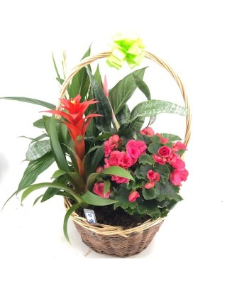 Cesta de plantas - Floristería en Don Benito - La Gardenia