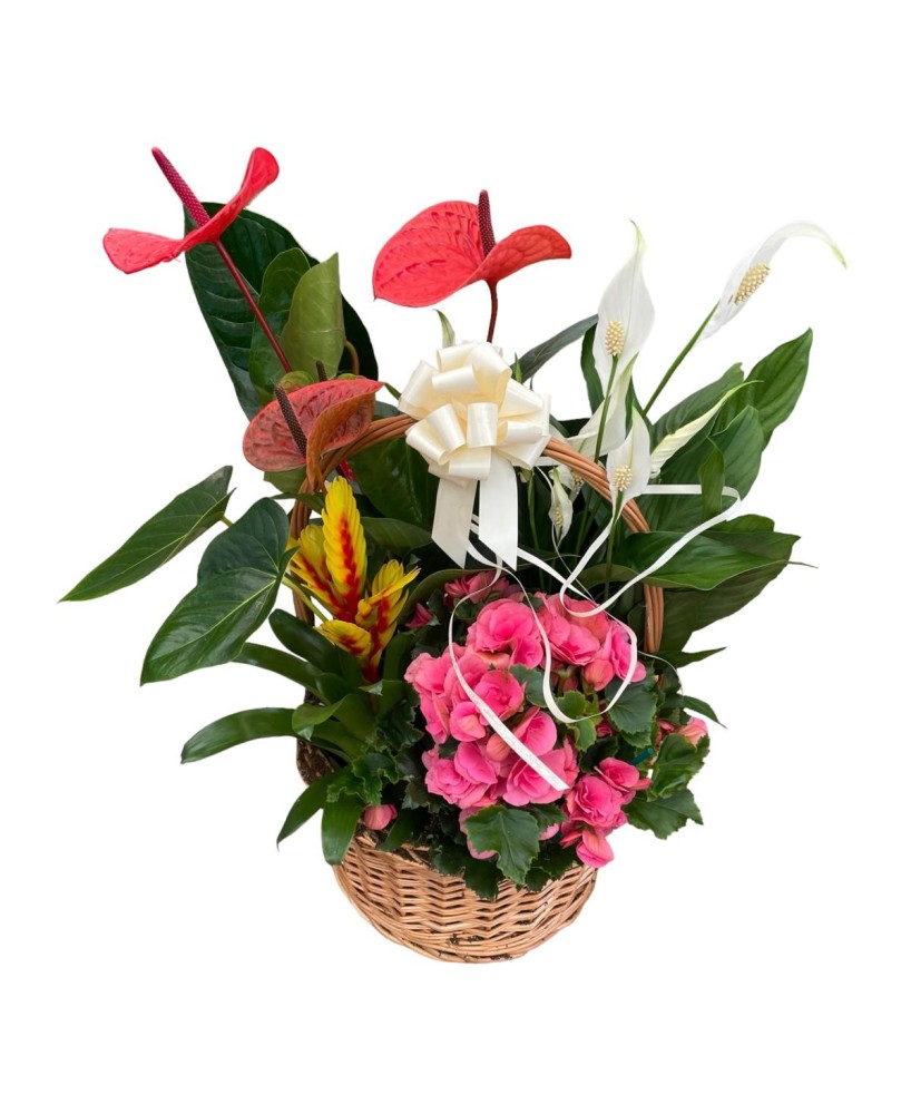 Cesta de plantas - Floristería en Don Benito - La Gardenia
