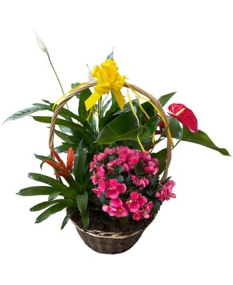 Cesta de plantas - Floristería en Don Benito - La Gardenia