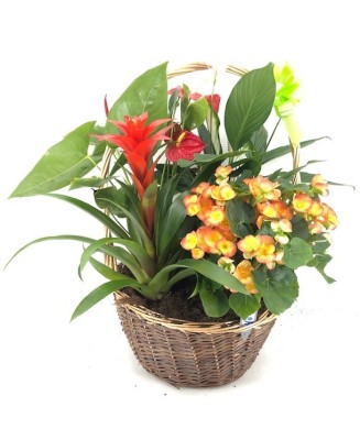 Cesta de plantas - Floristería en Don Benito - La Gardenia