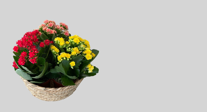 Plantas Decorativas