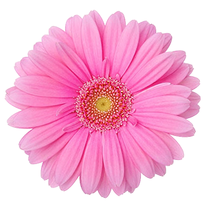 FLORES-NATURALES.png