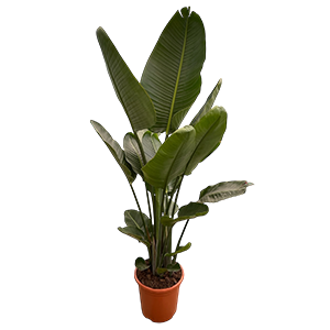 PLANTAS-NATURALES.png